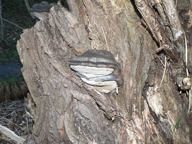 JingJang 2.JPG